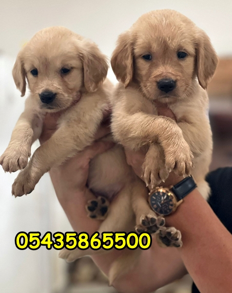 yavru golden retriever